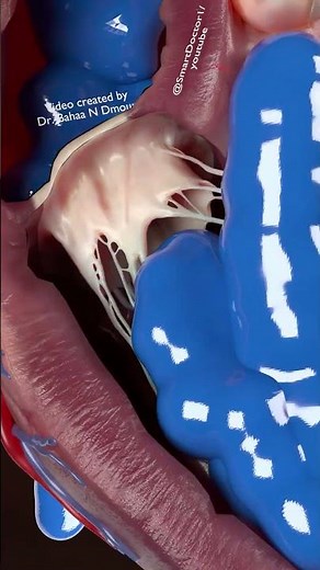 See How It Works! The Human Heart in 3D