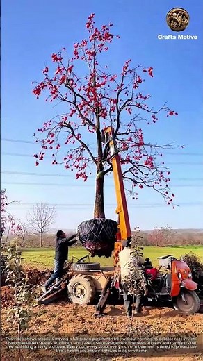 Moving Large Trees Without Damaging Roots: How to Relocate a Full-Grown Persimmon Tree Safely