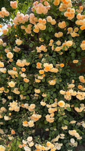 Ben Hamilton Anderson, Rose Expert & Plant Reviewer on Instagram: "Old Rose “Buff beauty” bred by Bentall in 1939,and available from @peterbealesroses A really useful large shrub rose ultimately reaching around 5’ x 5’ that can also be grown as a fairly substantial and easy to train climbing rose reaching around 8 feet wide and around 8 to 10 feet tall captured hear @mottisfontnt As a shrub, it forms a large graceful well shaped statement with strong upright woody stems which bend slightly under