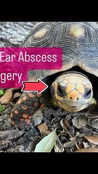 Red Foot Tortoise Gets Surgery for an Ear Abscess | [GRAPHIC]