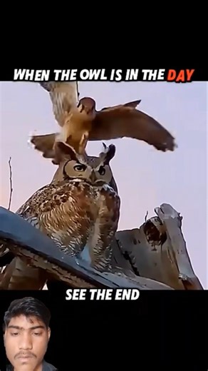 Day time victime , Nighttime Predator __The Owl's True power 🦉#trending #animals #wildlife #owl