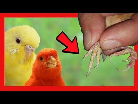 ❌ How to cure the legs of birds ❌ Problems in the legs of the parakeets canaries