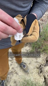 A Beautiful, Complete Tyrannosaur Tooth This stunning fossil is a fully preserved tyrannosaur tooth, a rare and highly sought-after piece of Late Cretaceous history. Teeth are among the most commonly found tyrannosaur fossils, but complete, undamaged examples like this are far less common due to breakage during feeding and fossilization. Identification The tooth’s thick, banana-shaped profile is a classic hallmark of large tyrannosaurids such as Tyrannosaurus rex. Unlike the blade-like teeth of