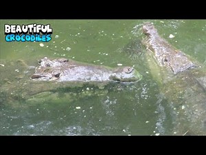 Great Friendship Between Crocodiles