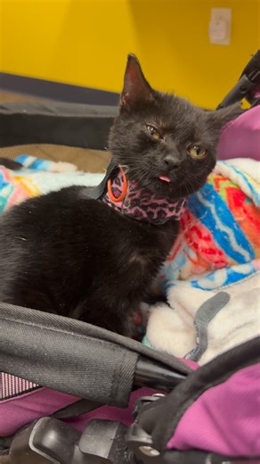 Kitkat Playroom on Instagram: "Zoe had a big day at the vet today — she got her very first vaccine! 🎉 She was such a good girl and happily licked down a whole Churu while getting her shot and ears cleaned. Her internist is spacing out her vaccines one at a time, so today she received her FVRCP. The good news is the mites in her ears appear to be dead, though she still has some debris and yeast, so she’s starting on Tresaderm drops to clear it up. The best part? When Zoe first came home from the