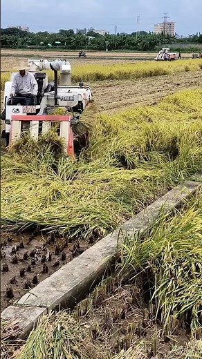 harvesting fallen rice crops #rice #harvest