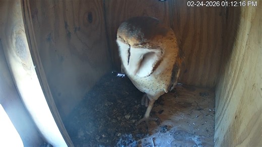 Meet the Whitewater Draw Barn Owls! 🦉 You can now watch them on our live cam at https://bit.ly/4rCvLzX. And best of all? AZGFD wildlife biologists recently observed them mating! With barn owl breeding season peaking in March, we're expecting more activity. Will there be owlets? Let's watch together using #WhitewaterDrawOwls and find out ... | Arizona Game & Fish Department