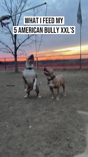 Nutritious Diet for American XL Bullies: Feeding Tips & Schedule