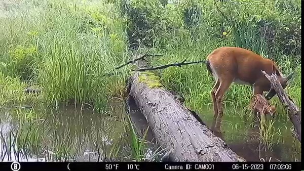 415K views · 7.8K reactions | Bobcats, otters and the river's rise and fall! More highlights from 2023—from the first spring green to autumn leaves to early snow . . . and several serious flood events. Watch wildlife cope with the high and low water in the Mill River near Quonquont Farm. #quonquontfarm | Quonquont Farm | Facebook