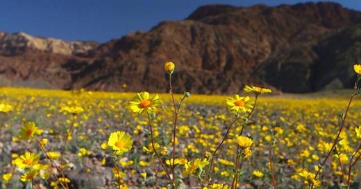 Nature: Death Valley flowers