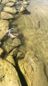 No no es IA es una serpiente que iba pasando cuando venía el currican haciendo su función, lo bueno que la pude liberar!! | De pesca con Neftalí