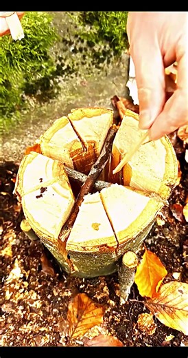 Make a Survival Fire Anywhere 🔥#survival #survivalfire #bushcraft #outdoors #camping #lifehacks #lik