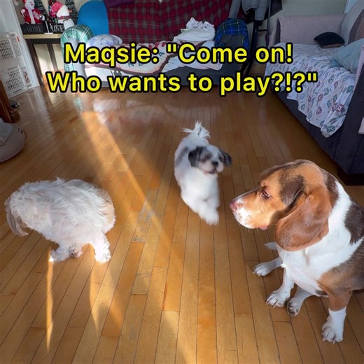 BeagleVsShitzu on TikTok