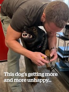 876K views · 12K reactions | This dog does NOT like getting his nails cut!  Credit: K9 Gunner Tactical | VT | Facebook