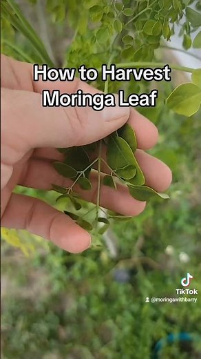 How to Harvest Moringa Leaf #moringaleaves #moringa #moringatree #harvesting #gardening #plants