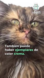 El pelaje del gato angora turco es tan esponjoso que parece de algodón. 🐱💚 | Sra Bigotes