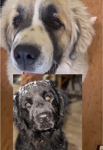 Understanding Great Pyrenees: Characteristics and Care