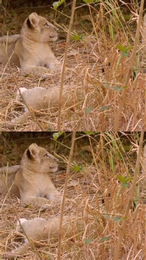 106K views · 1.7K reactions | Lioness protects cubs from Leopard! #Lion #Lioness #Lioncubs | Love Nature | Facebook