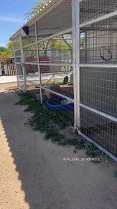 8.5K views · 433 reactions | Los Angeles: Roberto the pig is at the...