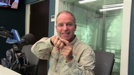 [Video] Las características de la araña Steatoda nobilis o "Falsa viuda negra"