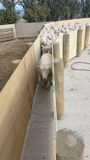 Speed drafting ewes #sheep #nzfarming #progress | Arkley Farm - Ohio Poll Dorset Stud