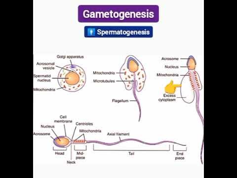 Gametogenesis Explained | Spermatogenesis & Oogenesis | Langman Embryology Made Easy #embryology