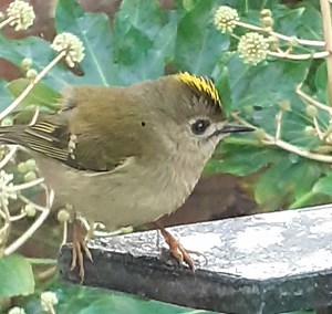 Goldcrest