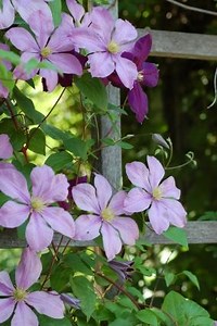 Palisser une plante grimpante - Gamm vert