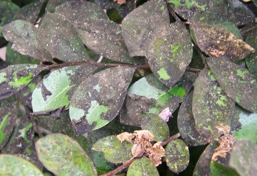 How To Solve Common Crepe Myrtle Problems—From Diseases To Pests