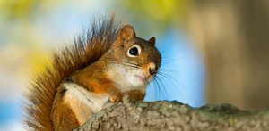 Entendez-vous les écureuils ? Découvrez ce qu'ils se racontent