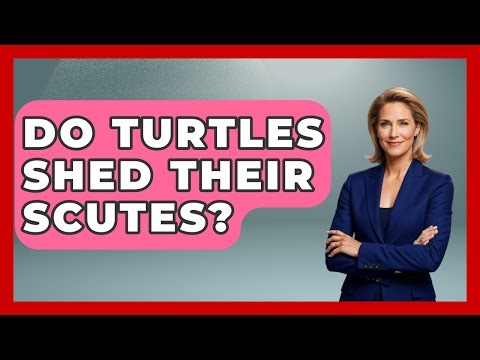 Do Turtles Shed Their Scutes? - The Marine Life Explorer