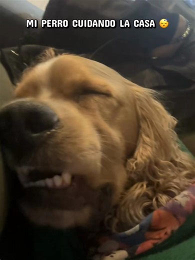 Perro Cocker Spaniel Cuida la Casa Dormido
