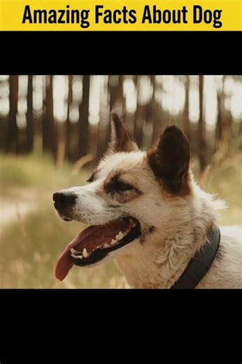🐶 Amazing Facts About Dogs | 99% People Don't Know This! 😱 #shorts