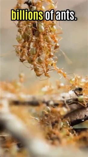 The worlds largest Ant Colony?