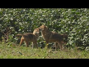 Golden Jackal Playing