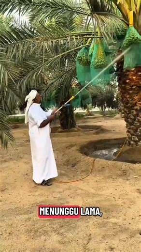 waw jadi begini cara tanam pohon kurma,kaget dengan harga bibitnya #buah #agrikultur