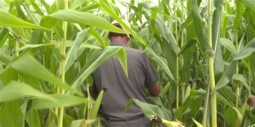 USDA offers disaster assistance to farmers and ranchers impacted by storms and flooding