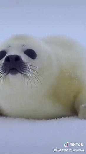 Sleepy Baby on TikTok