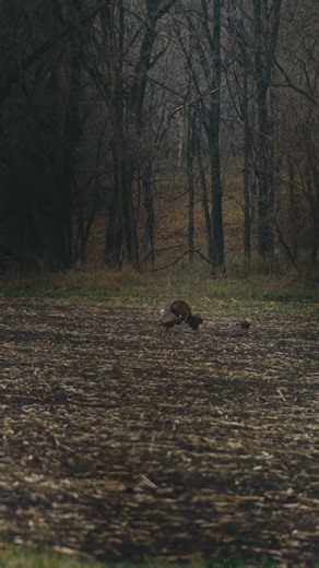 PUTTING ON A SHOW #BEEREAL #SHORTS #TURKEY #HUNTING