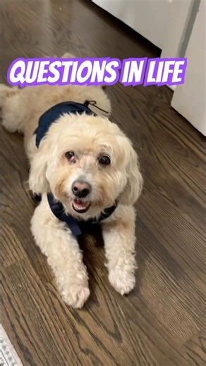 Questions with no answers! #youtubeshorts #dog #trending #viral #love #funny