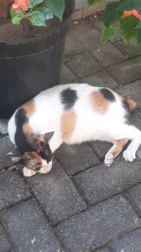 Mom oyen belang telon lagi hamil asyik tidur pagi 😊😻#cat #catlover #dariefbillah #youtubeshorts