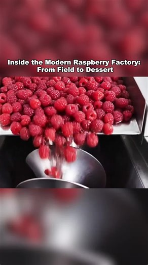 Inside the Modern Raspberry Factory: From Field to Dessert #RaspberryFactory #FoodProcessing #IndustrialFlow #DessertIngredients #OddlySatisfying