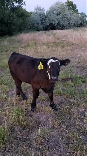 Content, healthy, curious baldy calves. Just what we like to see this time of year. #czranchllc #happycowshappylife #myjobdependsonag #allgodscreatures #blackbaldies #ranch | CZ Ranch, LLC.