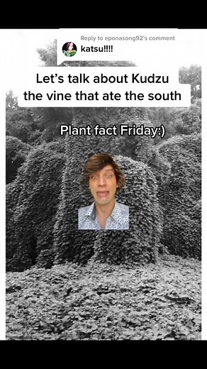 Exploring Kudzu: The Invasive Vine That Ate the South