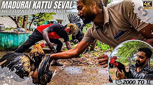 kattu seval training diet and care METTUPATTI MADURAI 🔥 ஆயிரம் முதல் 1 லட்சம் வரை சண்டை சேவல் ASEEL #sandaiseval #kattuseval #kattusevalsandai #madurai #jallikattu #pongal #Pongal2023 #sevalsandai #seval #tamil #tamilvlogs #vloggifywithkannan #chennai #tamilnadu | VLOGGIFY WITH KANNAN