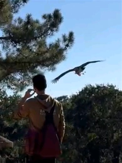 A Vida de um Zookeeper: Aventura no Zoo