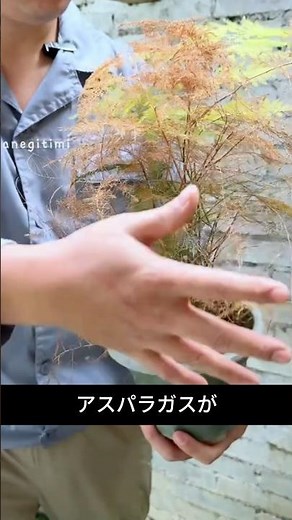 【アスパラガス復活】黄色くなっても捨てないで｜切るだけで新芽が出る方法