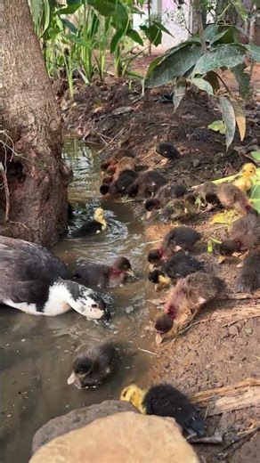 Eating Ducklings 🐥