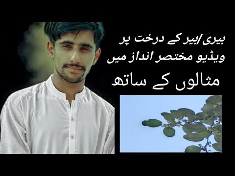 What is beer "or" bere tree