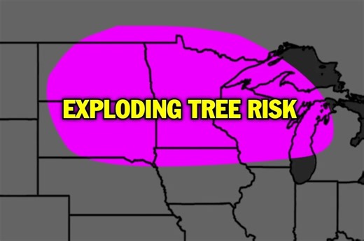 So, Uhh, Here's The Truth About "Exploding Trees"
